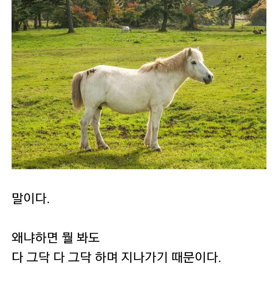 세상에서 가장 부정적인 동물 | 인스티즈