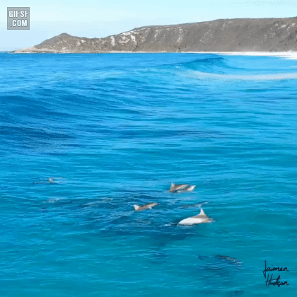 돌고래와 무지개 | 인스티즈