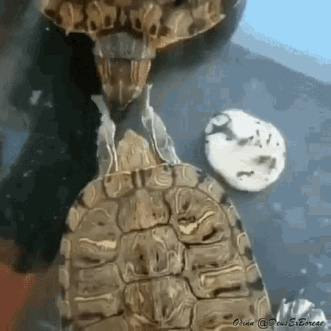 거북이 뺨때리는 모습 | 인스티즈