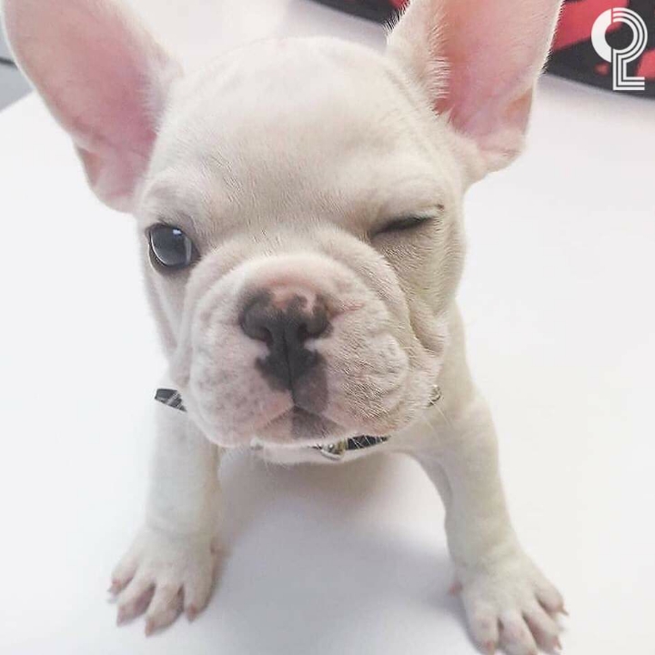 댕댕이들의 윙크 | 인스티즈