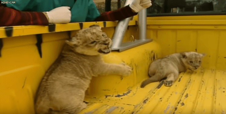 사육사가 건드려서 빡친 아기 사자.gif | 인스티즈