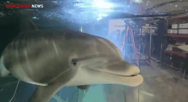 학대 논란 없는 돌고래쇼 돌고래.jpgif | 인스티즈