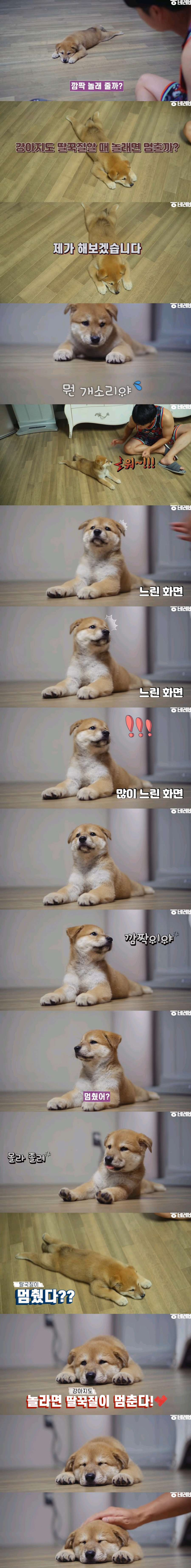 딸국질하는 강아지도 사람처럼 놀라게하면 멈출까? | 인스티즈