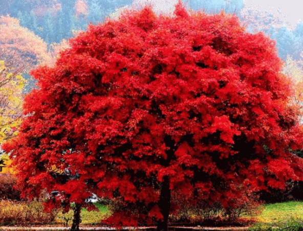 메이플스토리 월드를 빼닮은 아름다운 실제 풍경들 모음!! | 인스티즈