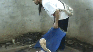 고인물의 코브라 다루기.gif | 인스티즈