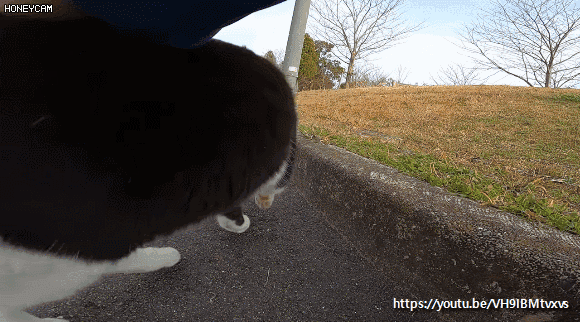 사람이 쓰다듬자 벌러덩 눕는 고양이.gif | 인스티즈