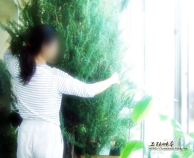 로즈마리의 비밀.jpg | 인스티즈