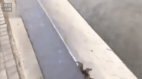 새끼오리들의 용감한도전 | 인스티즈