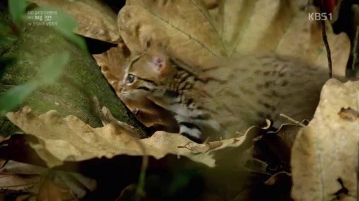 세상에서 작은고양이 | 인스티즈