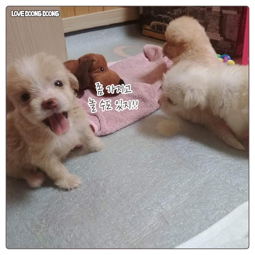 태어나서 처음 잔소리를 들은 댕댕이.jpg | 인스티즈