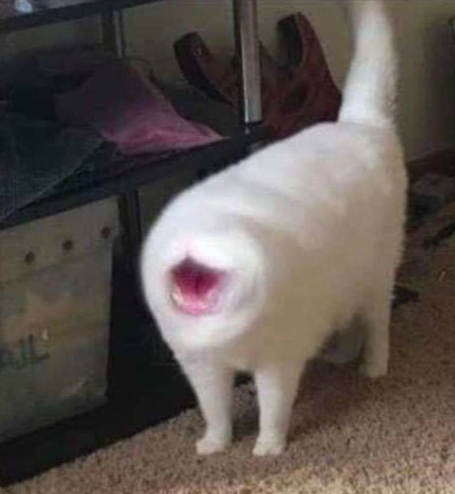 고양이가 회전하는 사진 | 인스티즈