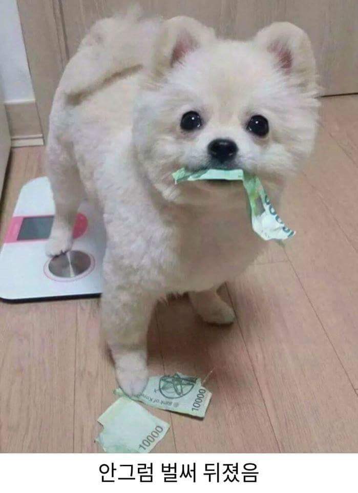 댕댕이들이 귀엽게 진화한이유 | 인스티즈