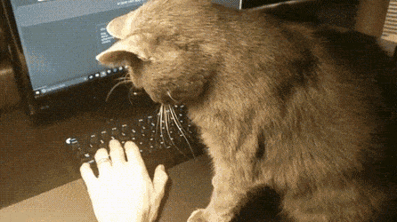 자꾸 자기 만지라고 툭툭치는 고양이.gif | 인스티즈