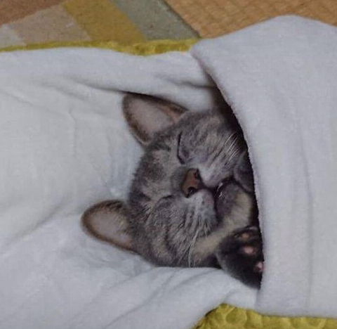 뱀에게 잡아먹히는 고양이.jpg | 인스티즈