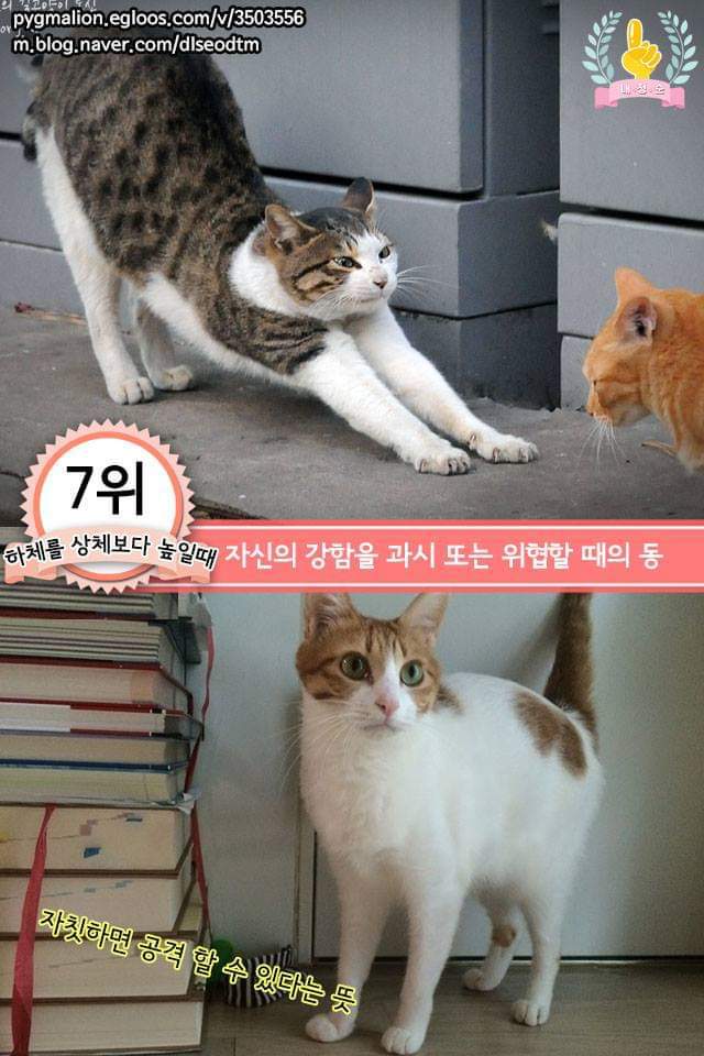 고양이의 행동으로 알수있는 고양이 언어 | 인스티즈