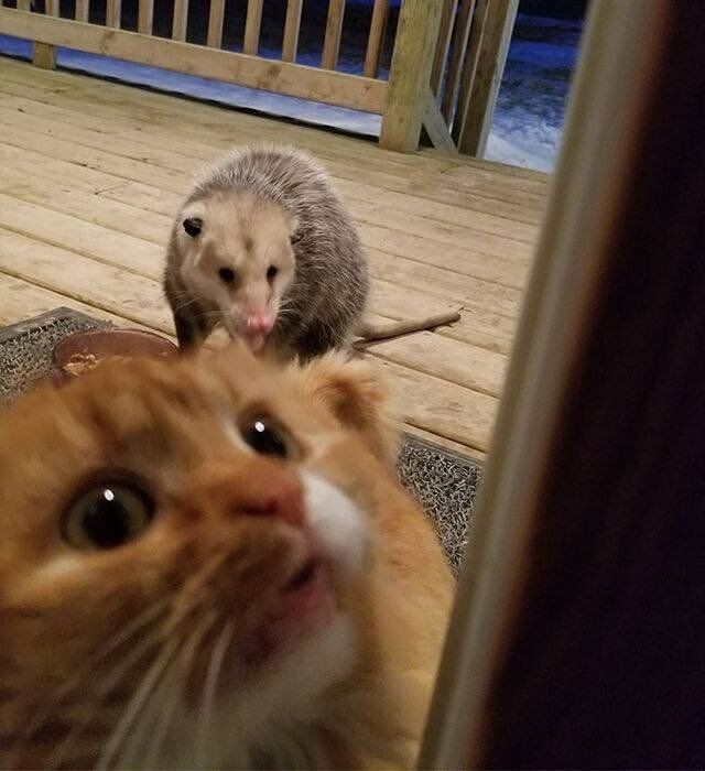 쥐에게 먹이뺐기고 인간에게 도움 요청하는 고양이 | 인스티즈