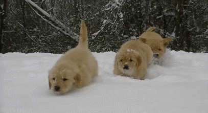 눈에서 뛰어노는 리트리버들 | 인스티즈