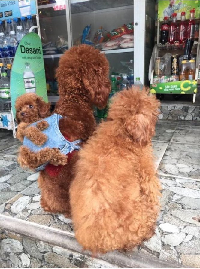 아기댕댕이 업고 다니는 푸들부부 | 인스티즈