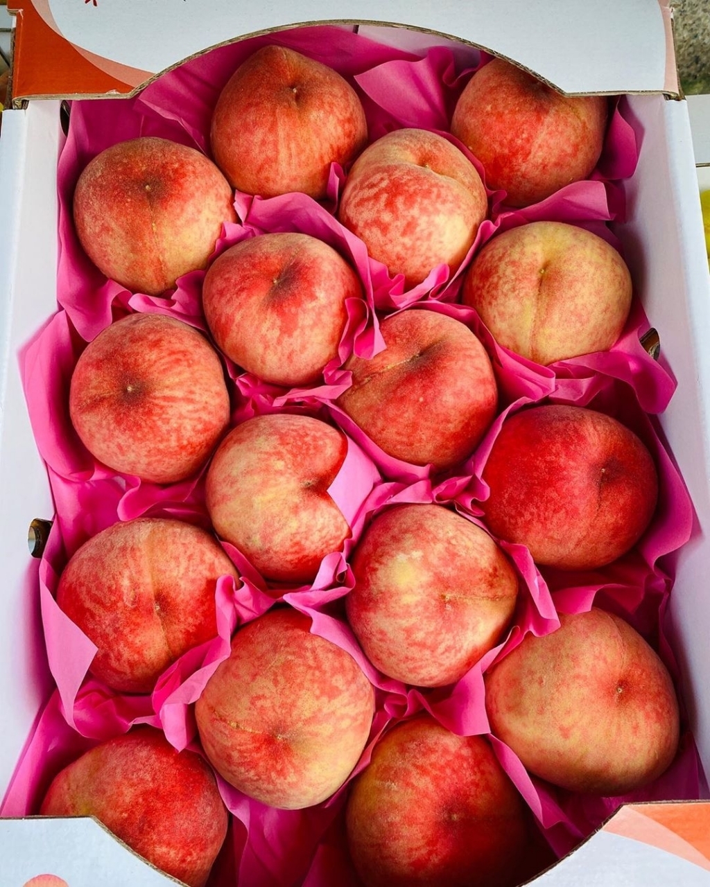 딱딱복숭아 품는다 vs ㄴㄴ | 인스티즈