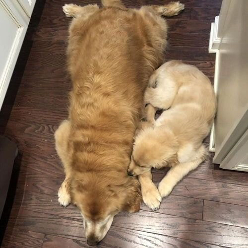 앞이안보이는 인절미를 도와주는 인절미 | 인스티즈