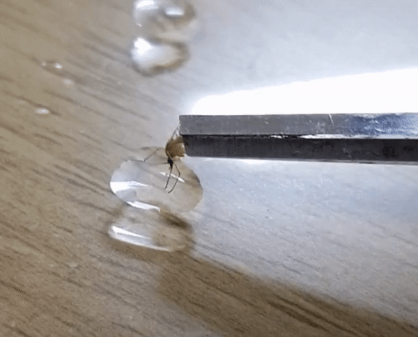 모기 새끼 다양하게 고문하는 모기 갤러리.jpgif | 인스티즈