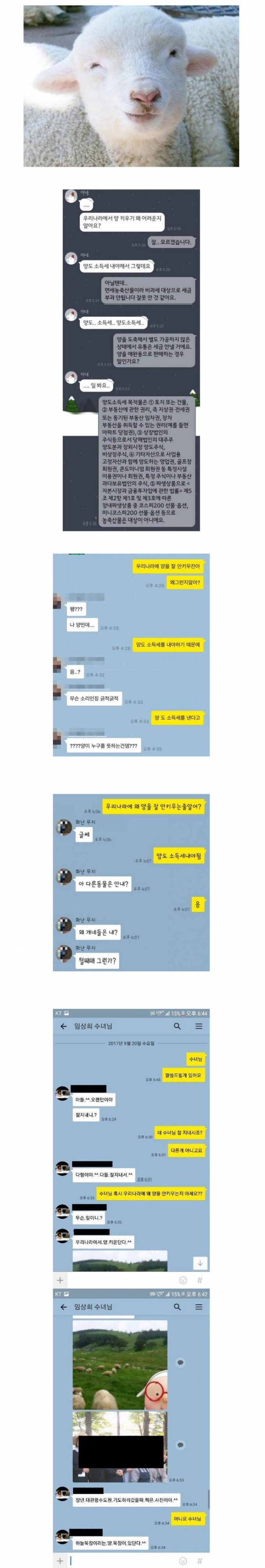 우리나라에서 양을 키우지 않는 이유 | 인스티즈