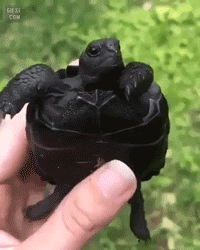 희귀종인 거북이 | 인스티즈