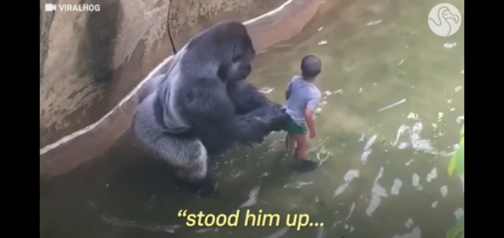 당신의 자녀가 고릴라 우리에 떨어졌다 | 인스티즈