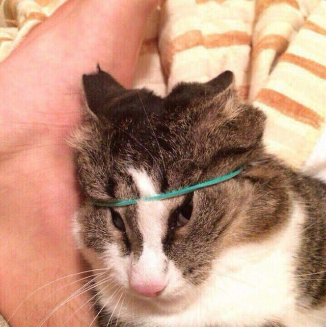 머리끈한 고양이 | 인스티즈