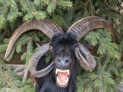 서양에서 염소가 악마의 상징인 이유 | 인스티즈