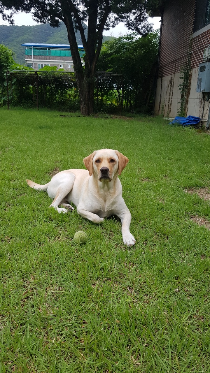 강아지 단짠단짠 | 인스티즈