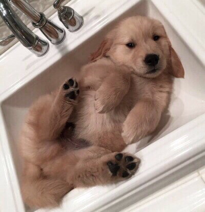 커여운 인절미들 | 인스티즈