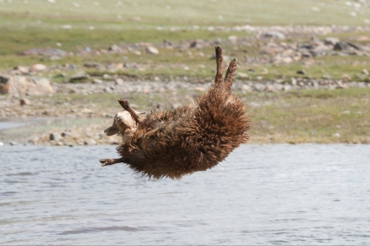 상남자의 양 목욕 시키기 | 인스티즈