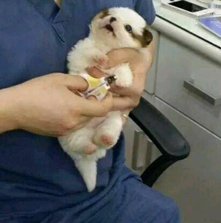 태어나서 처음으로 발톱 자르는 강아지와 고양이 | 인스티즈