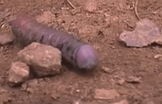 ㅈ같이 생긴 벌레.gif | 인스티즈