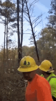 벌목할때 조심해야하는 이유.gif | 인스티즈