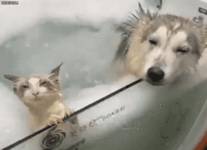 고양이는 사실 물을 좋아합니다 | 인스티즈