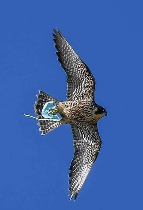 마스크 버릴 때 귀걸이를 자르세요 | 인스티즈