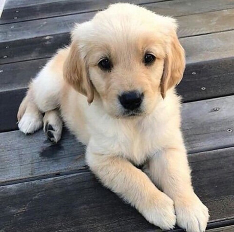 커여운 인절미들 | 인스티즈