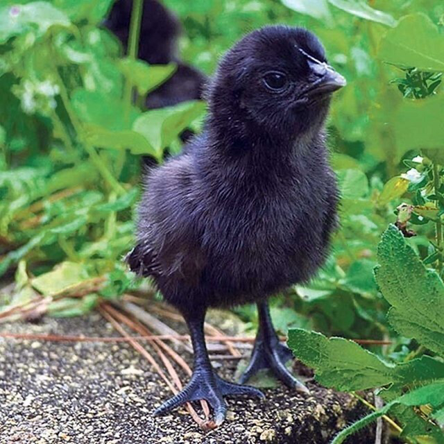 간지나는 검은 닭.jpg | 인스티즈