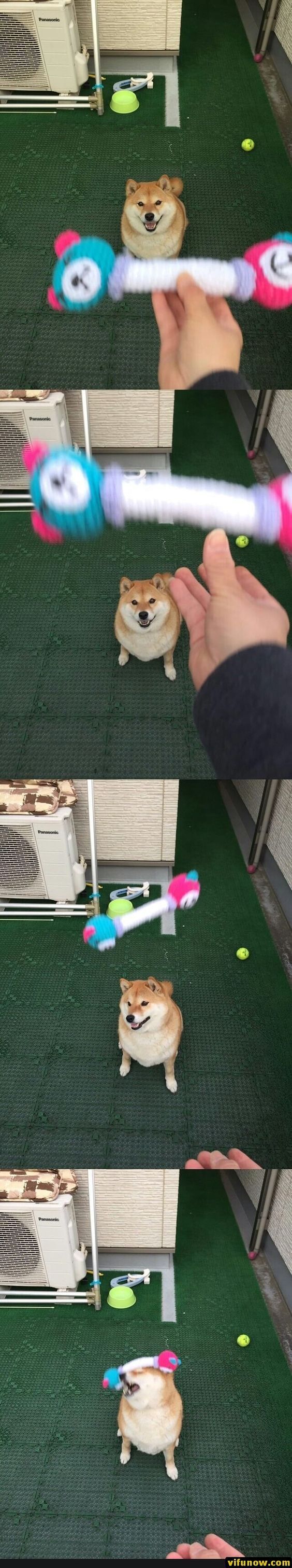 귀여운 동물 모음 | 인스티즈