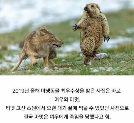 2019 야생 동물 사진 최우수상 모음 | 인스티즈