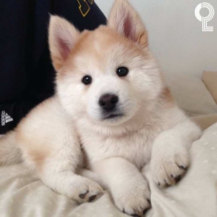 시바예드 | 인스티즈