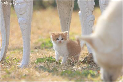 디씨에서 난리났었던 마당에서 찍은 새끼 고양이.jpg | 인스티즈