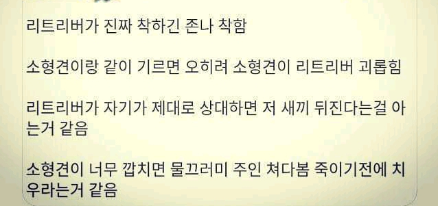 리트리버와 다른개차이 | 인스티즈