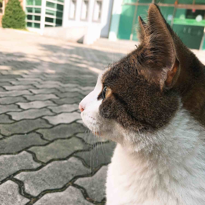 고양이들의 눈동자 | 인스티즈