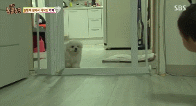 아니.. 음식물 쓰레기통에서 강아지 우는 소리가 나는거에요 | 인스티즈