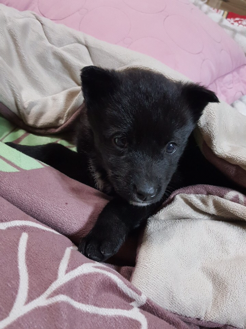 곰 같이 생긴 강아지 | 인스티즈