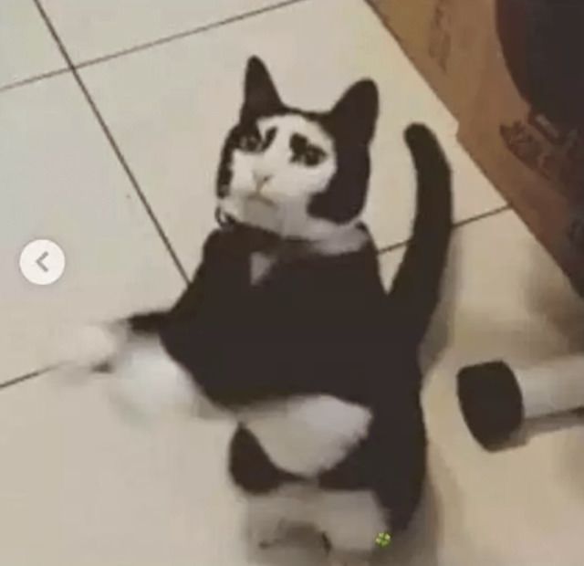 소년명수 고양이버젼 | 인스티즈