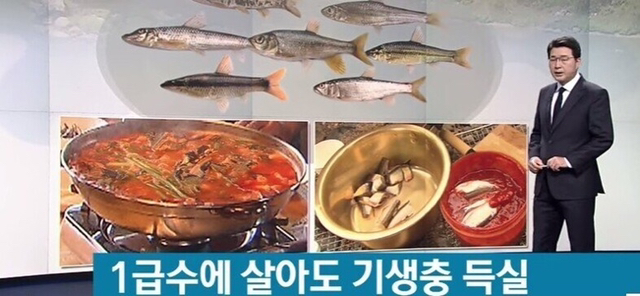 1급수에 사는 민물고기라도 기생충 천지 (혐오주의) | 인스티즈